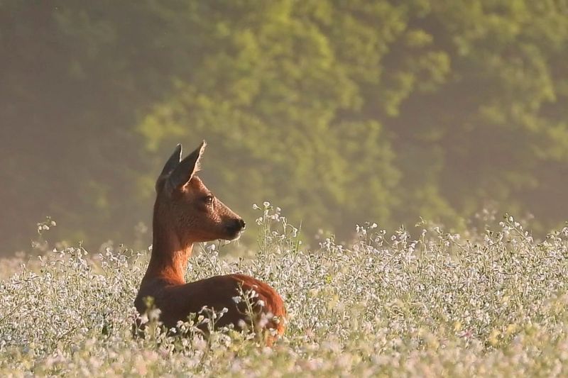 Reegeit in boekweitveld