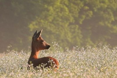 Reegeit in boekweitveld