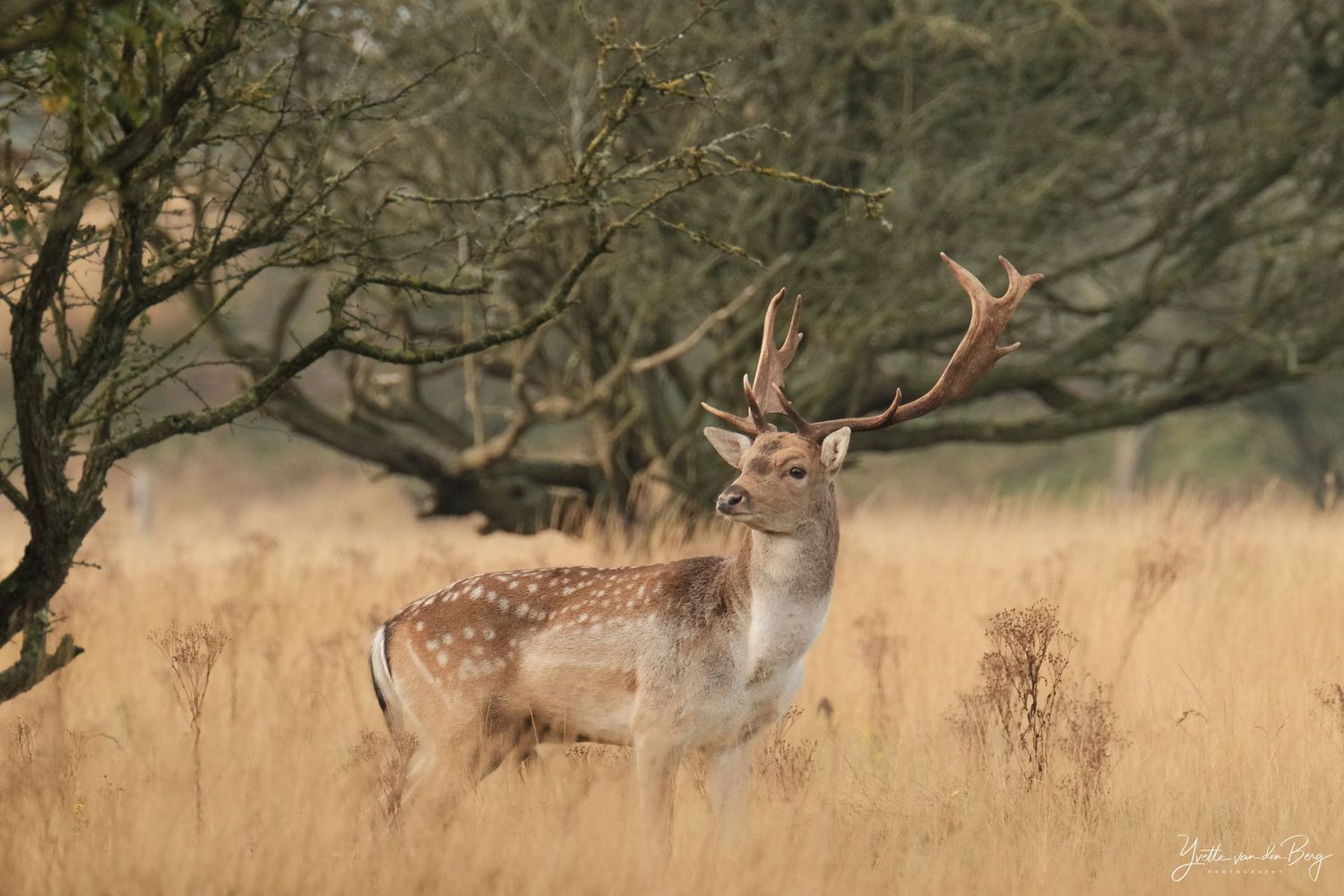 Damhert in de duinen