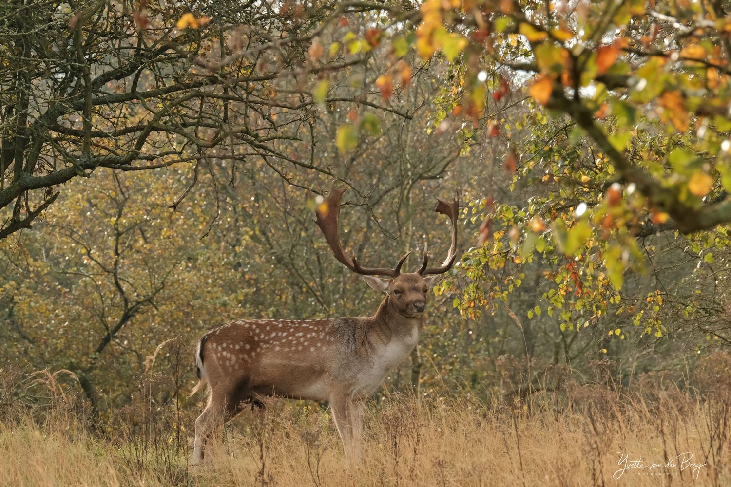 Damhert in de herfst