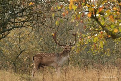 Damhert in de herfst