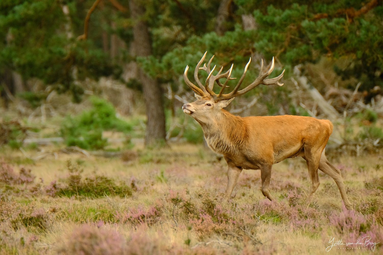 Edelhert tijdens de bronst