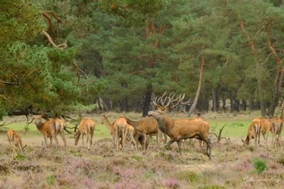 Bronsttijd op de Veluwe