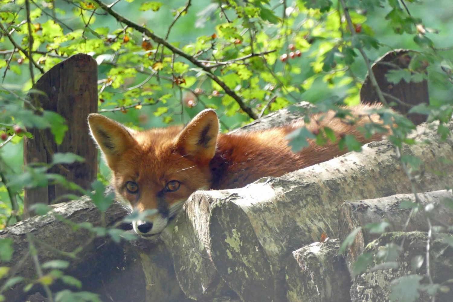 Relaxing Fox