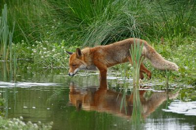 Vos Reflectie