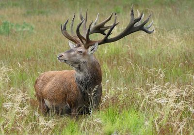 Wildlife - reeën, damherten, edelherten