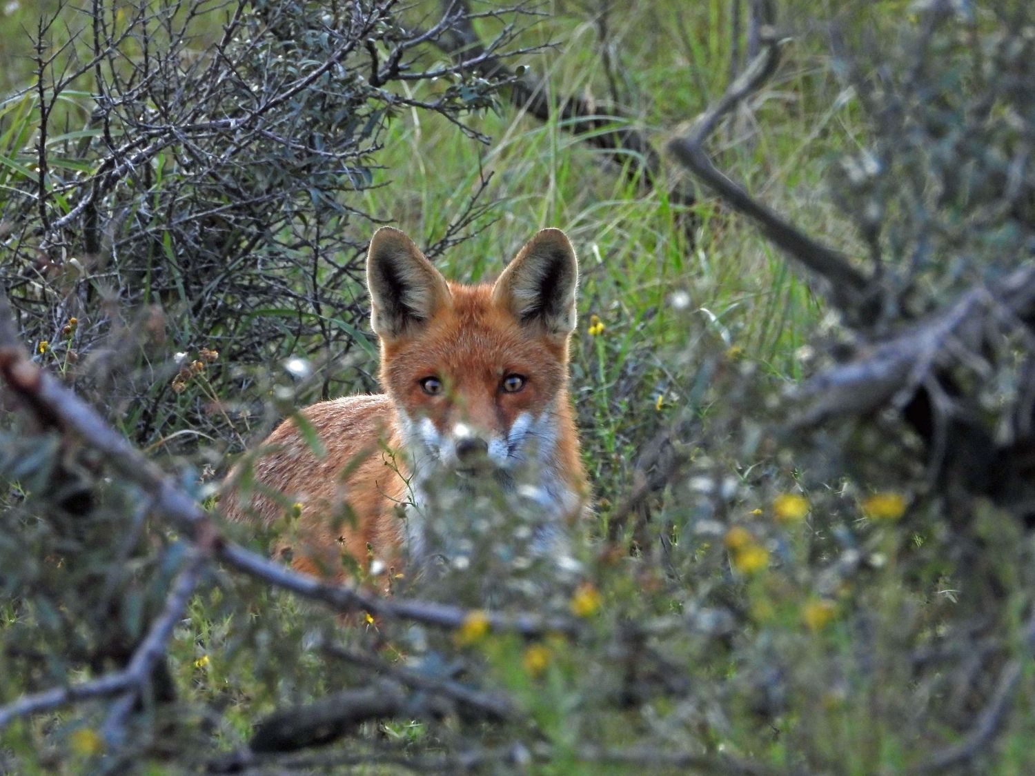 Vos in de duinen