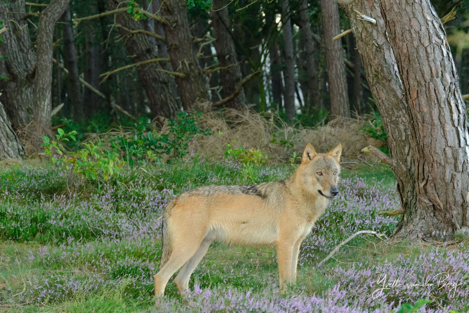 Wolf Bram