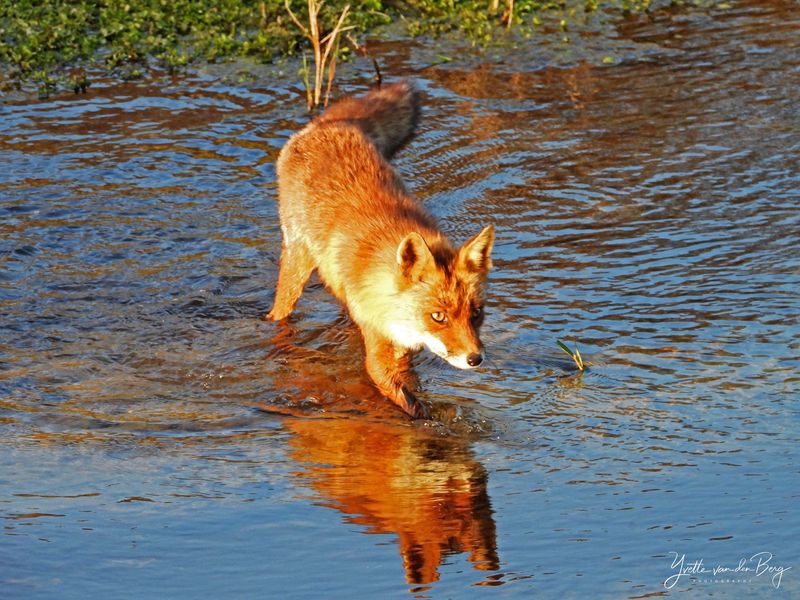 Vos in het water