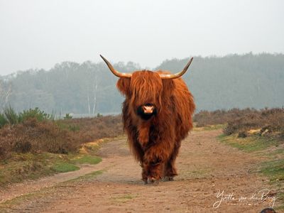 Wildlife - paarden en runderen