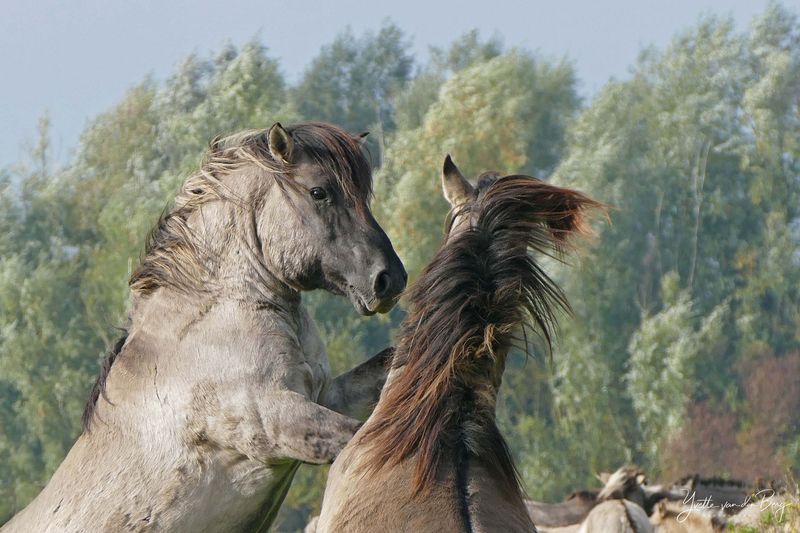 Horse Power