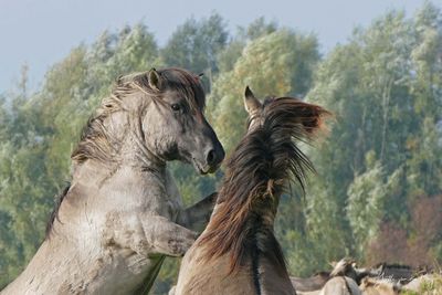 Horse Power Horse Power