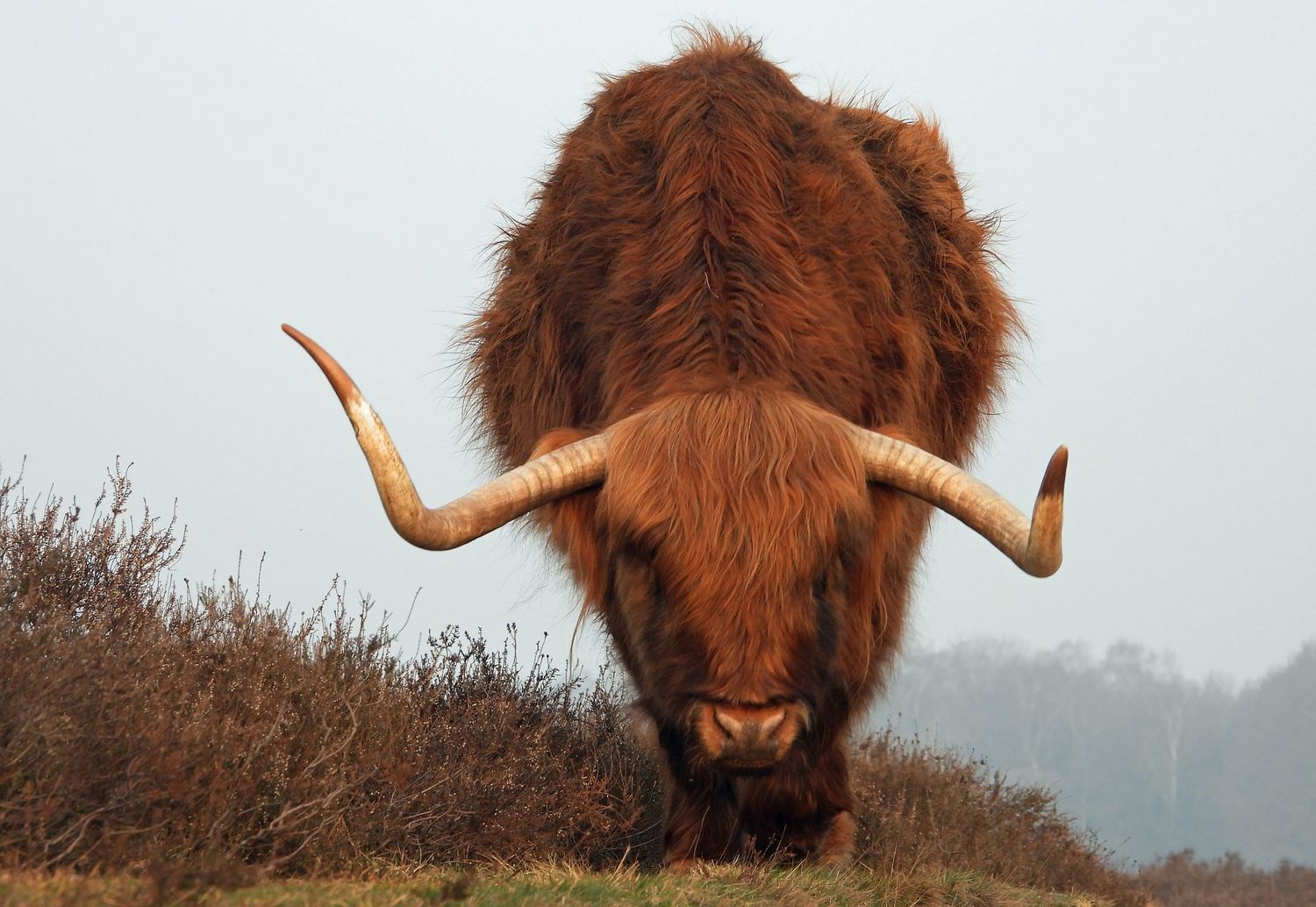 Schotse Hooglander