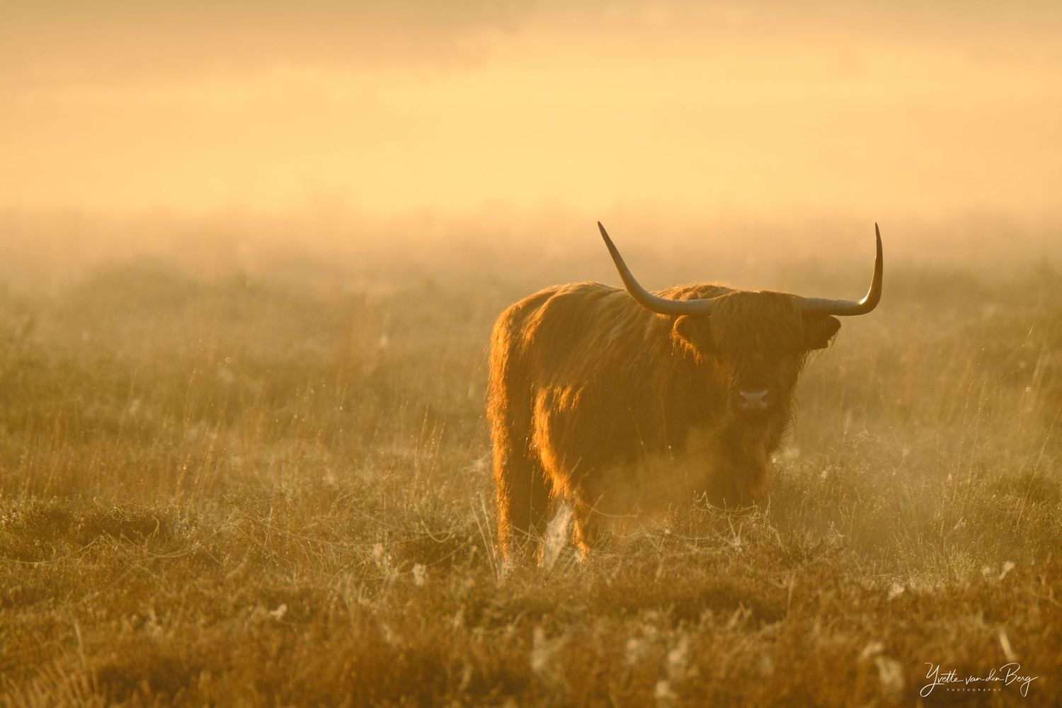 Morning Highlander