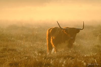 Morning Highlander