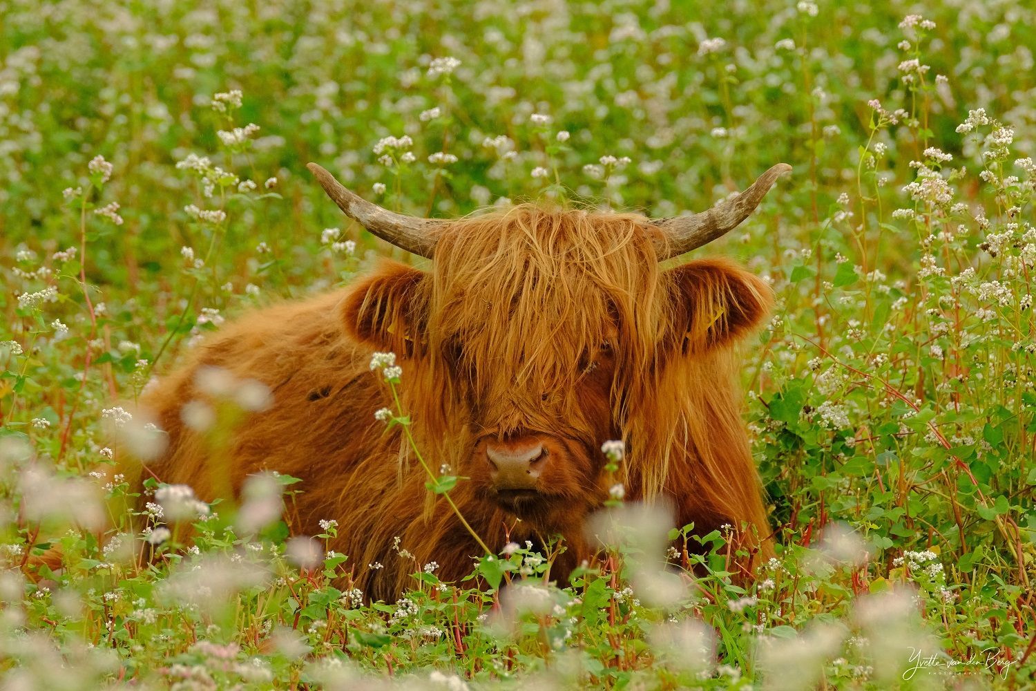 Schotse Hooglander kalf
