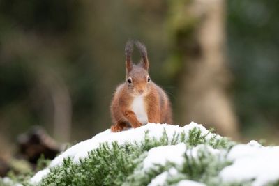 Wildlife - eekhoorns en muizen