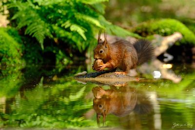 Eekhoorn met walnoot