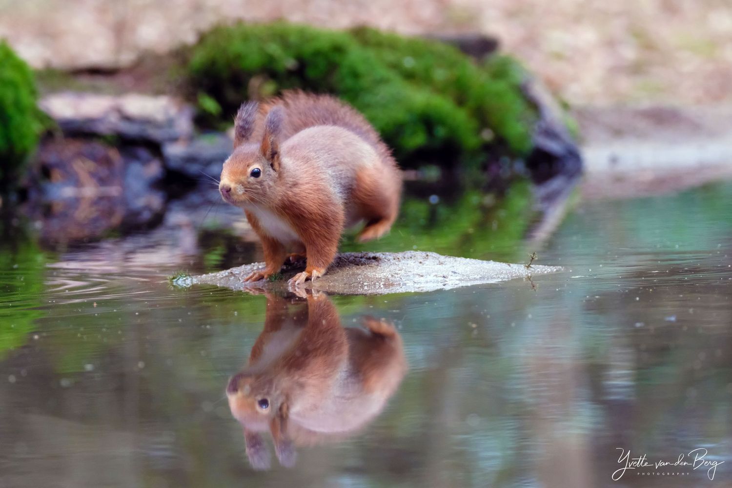 Jumping Squirl