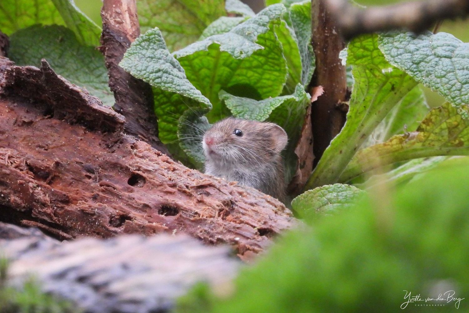 Hello little one