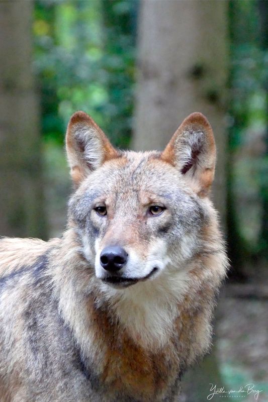 Lonely Wolf