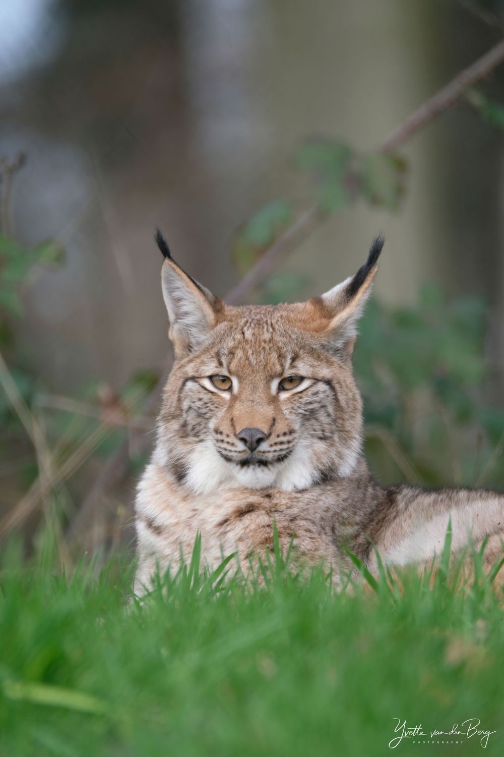 Lynx