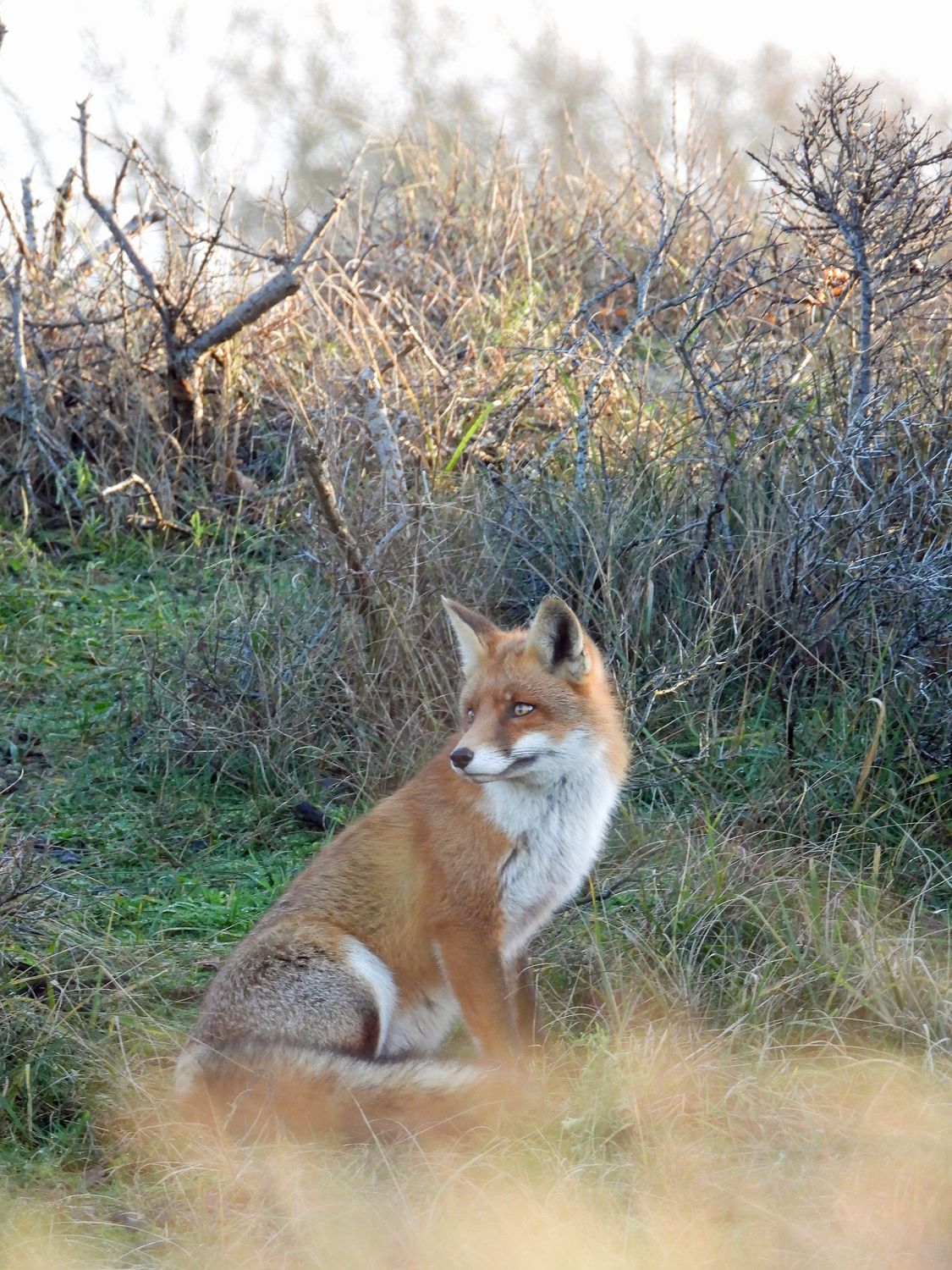 Vos in de duinen