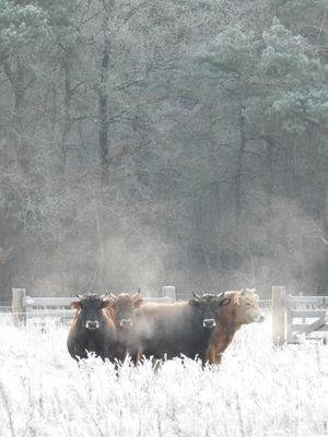 Jersey stieren Jersey stieren