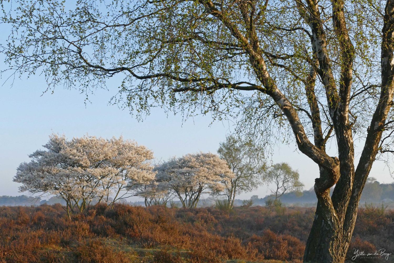 Westerheide