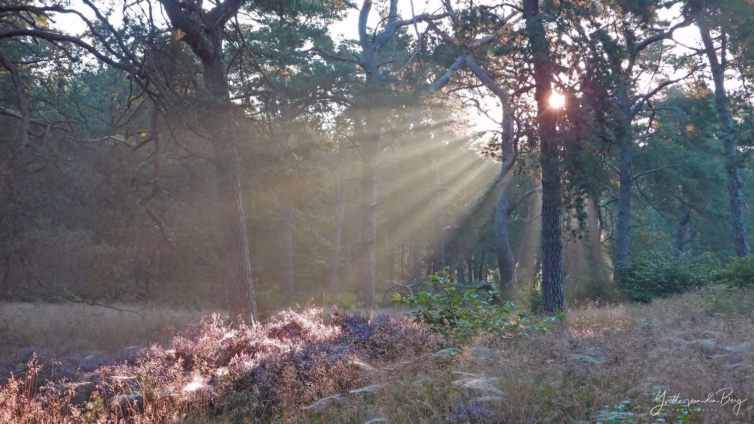 Zonneharpen op de heide
