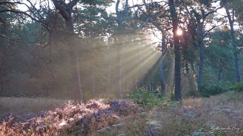 Zonneharpen op de heide