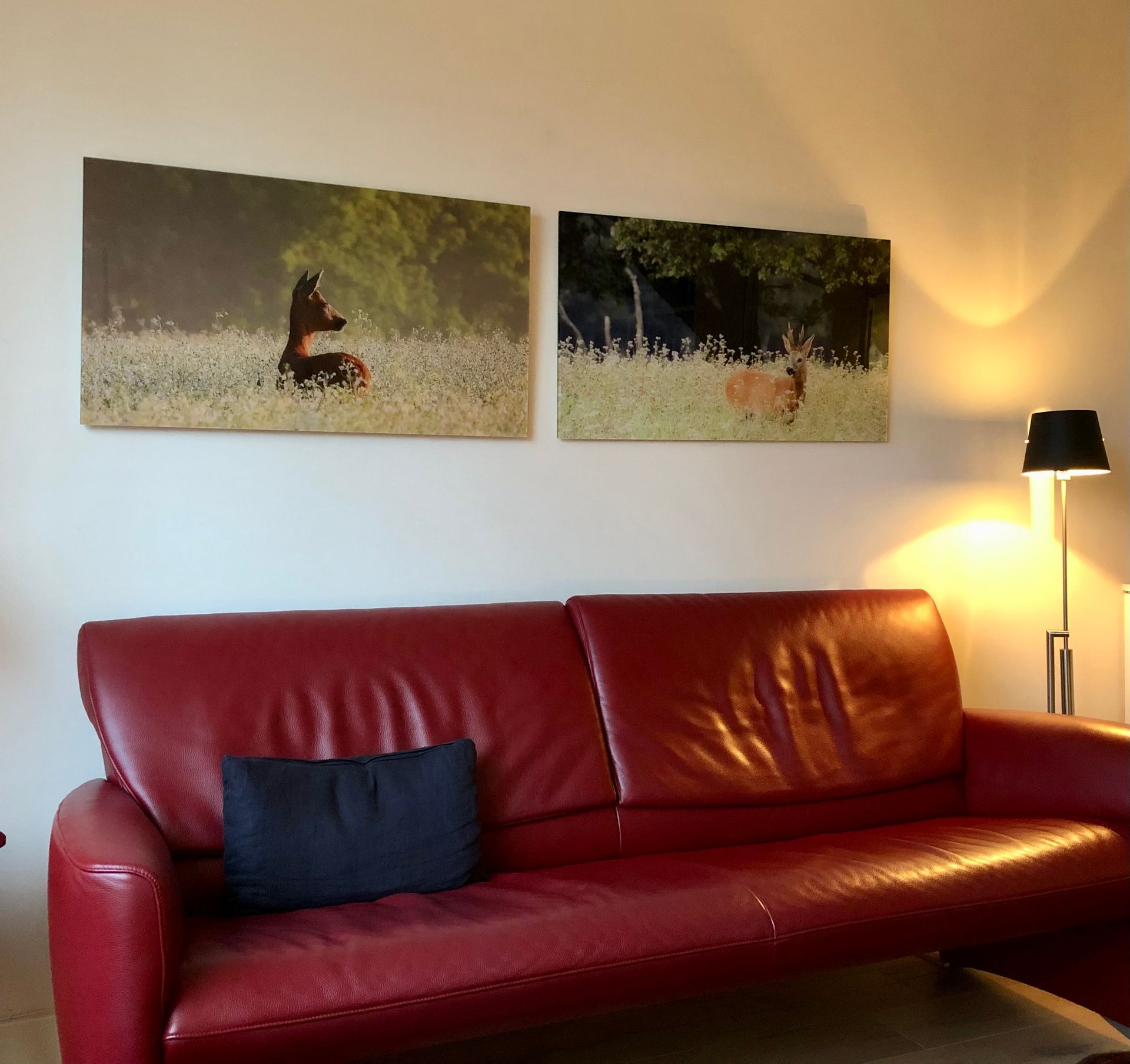 Reegeit in boekweitveld