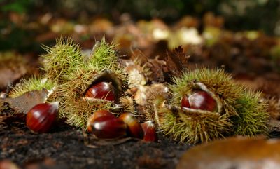 Herfst