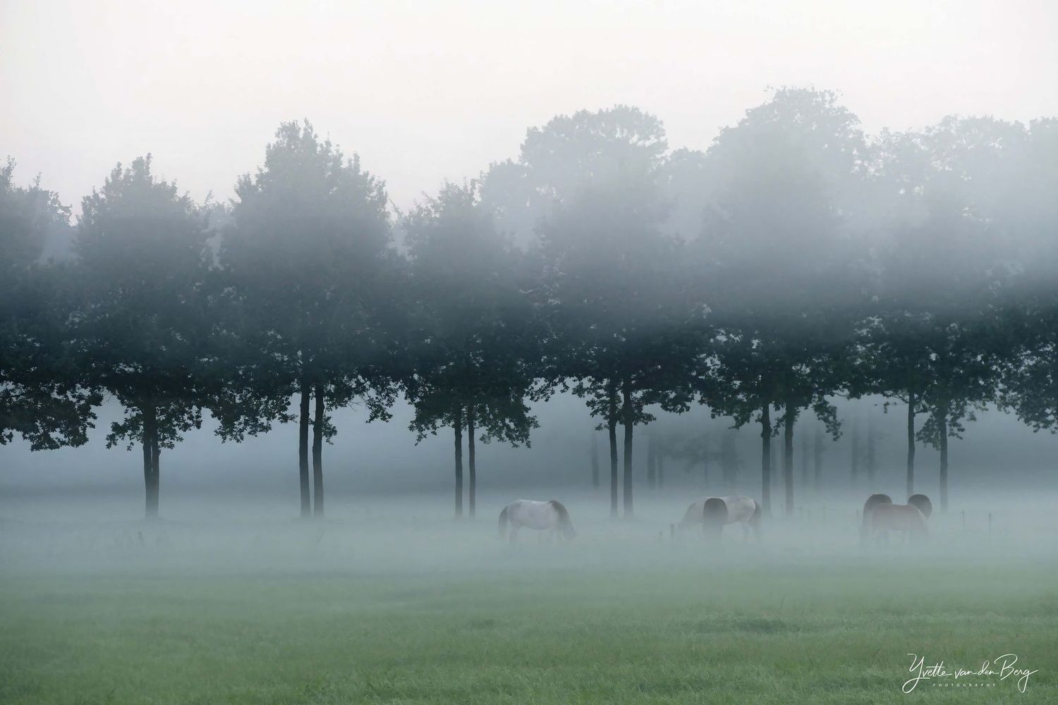 Horses in the mist