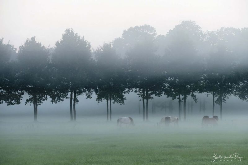 Horses in the mist