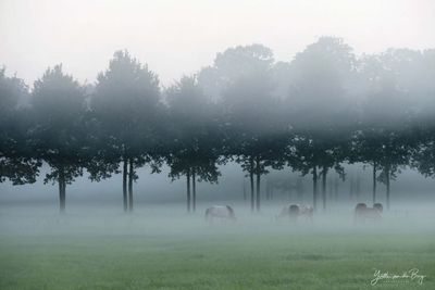 Horses in the mist
