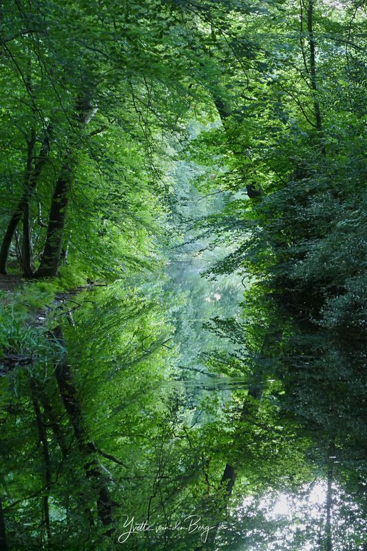 Forest Reflections
