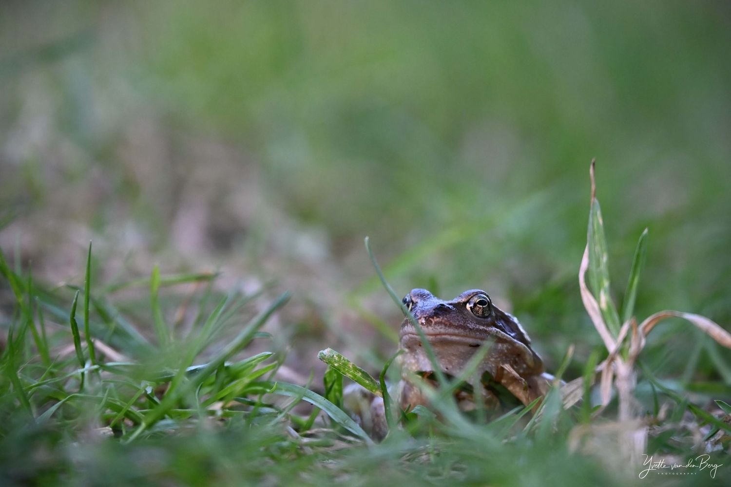 Groene kikker
