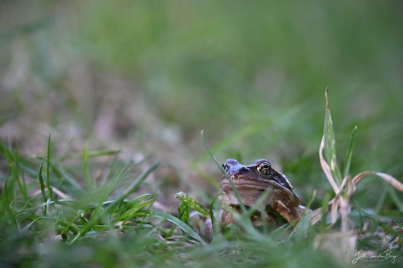 Groene kikker
