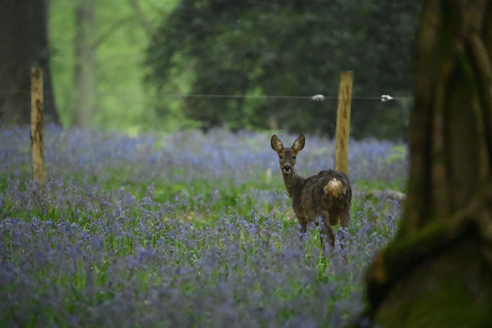 Sprookjesbos Arrangement Vlaamse Ardennen 16-19 april 2026