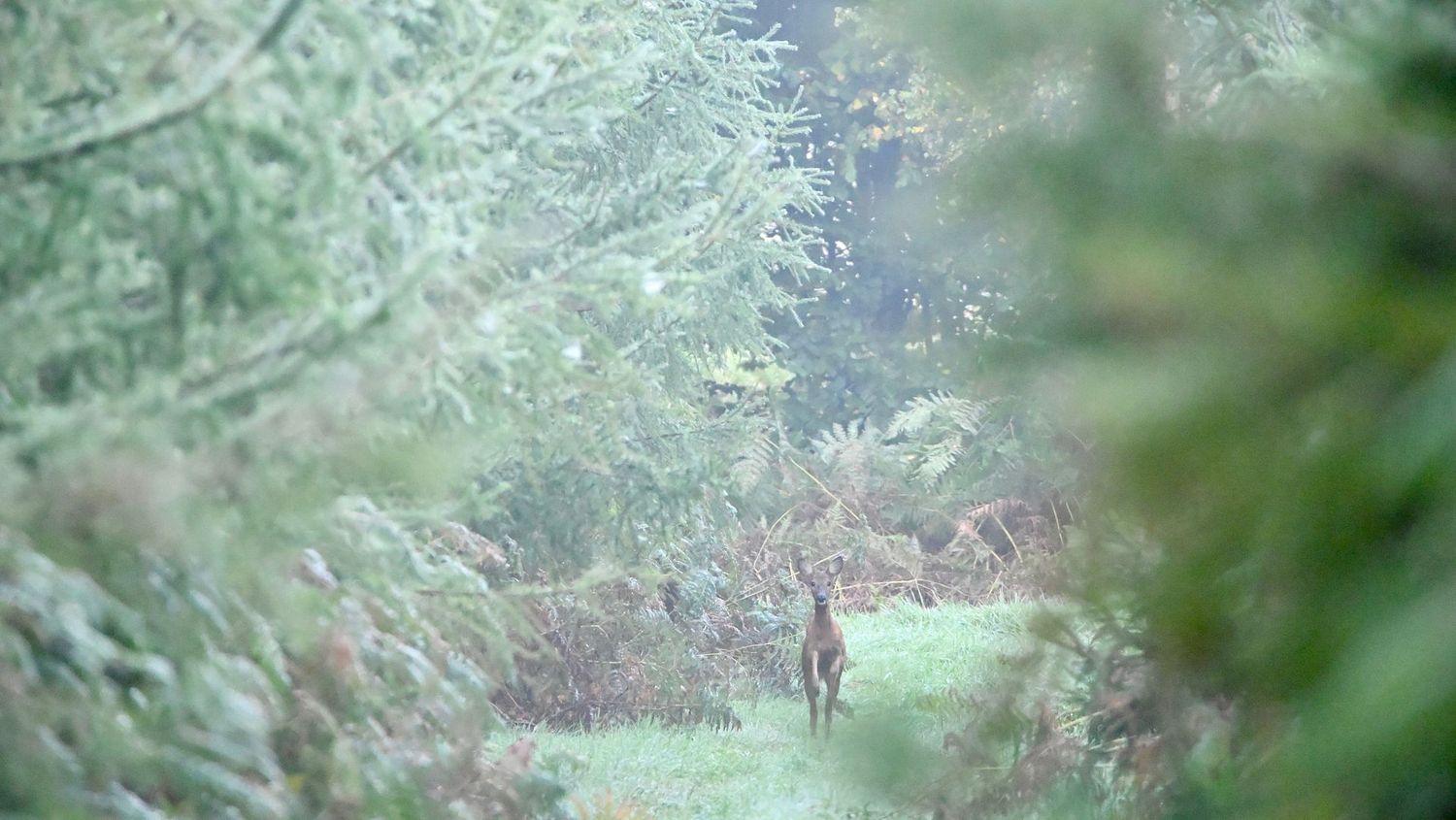 Wandelen en wildspotten in de Ardennen voor 2 personen van  25-28 september 2026