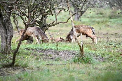 Damhertenbronst in de duinen - 11 oktober 2026