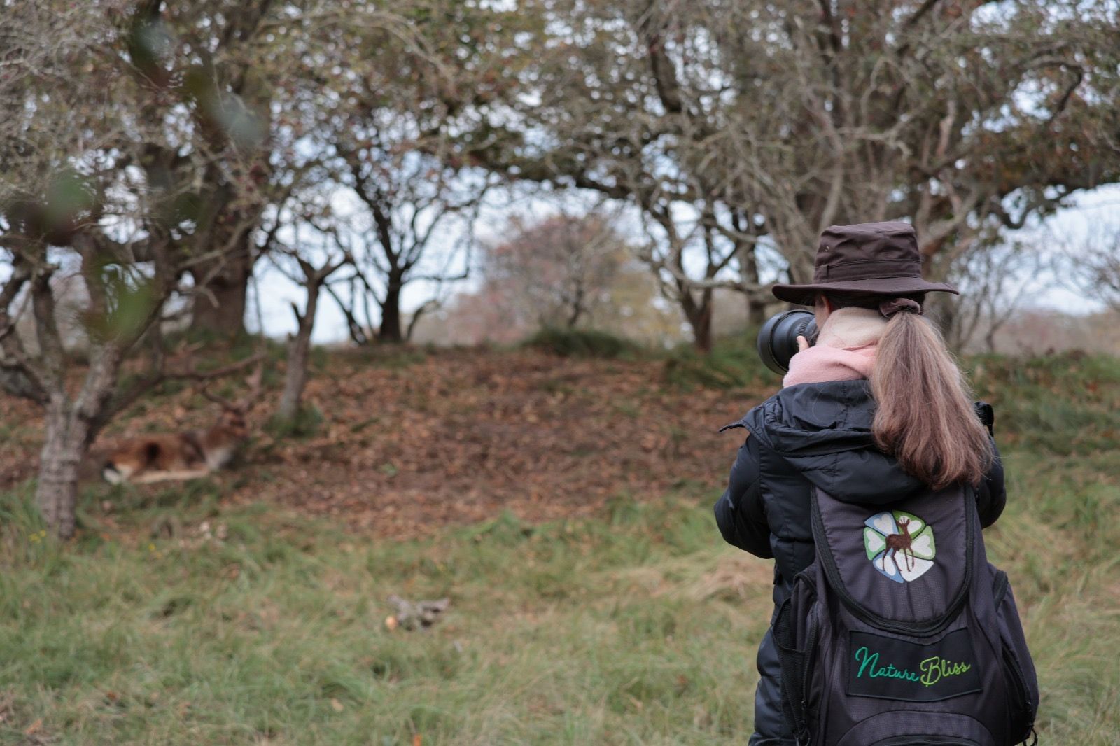 Damhertenbronst in de duinen - 10 oktober 2026