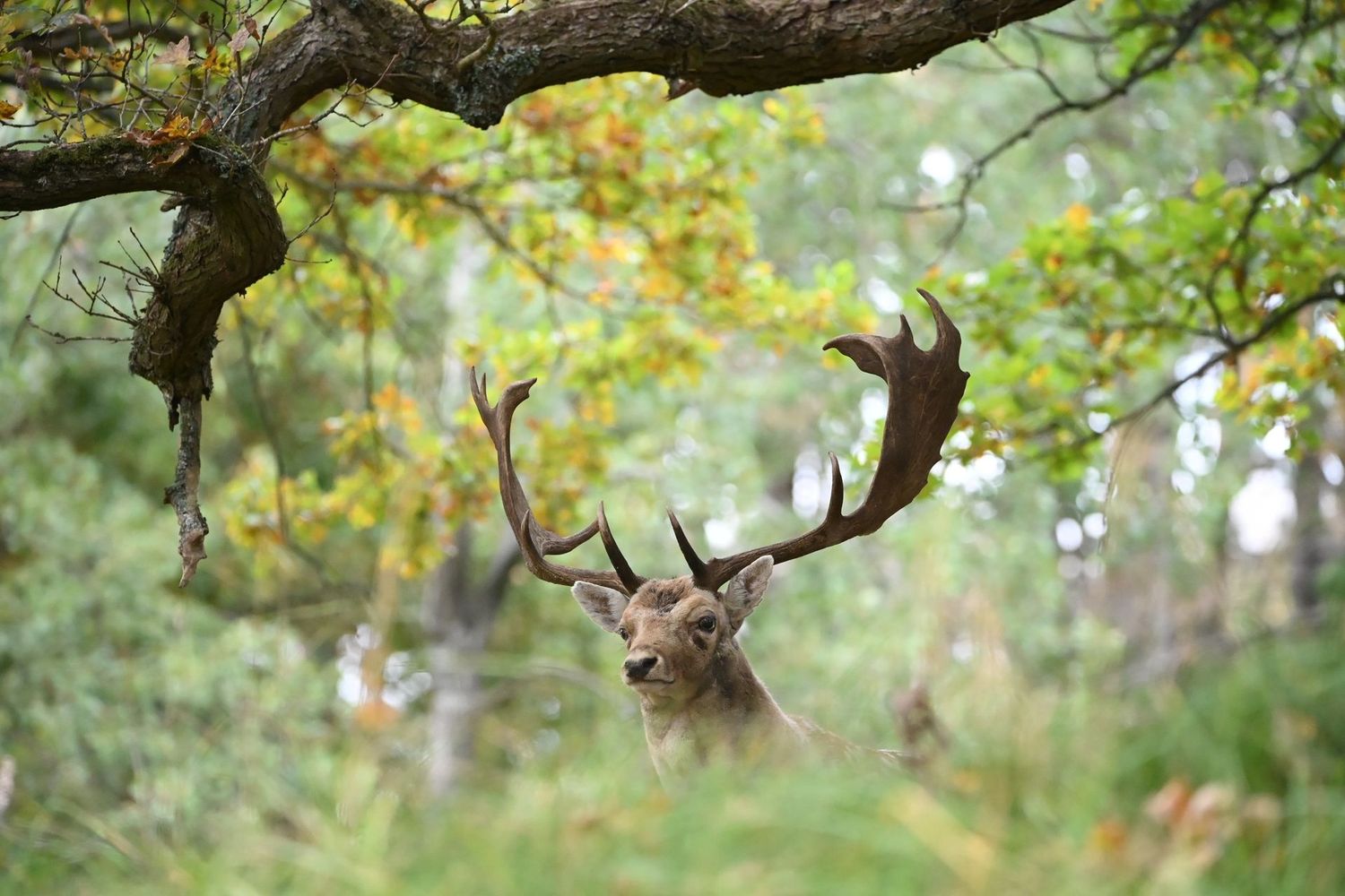 Damhertenbronst in de duinen - 10 oktober 2026