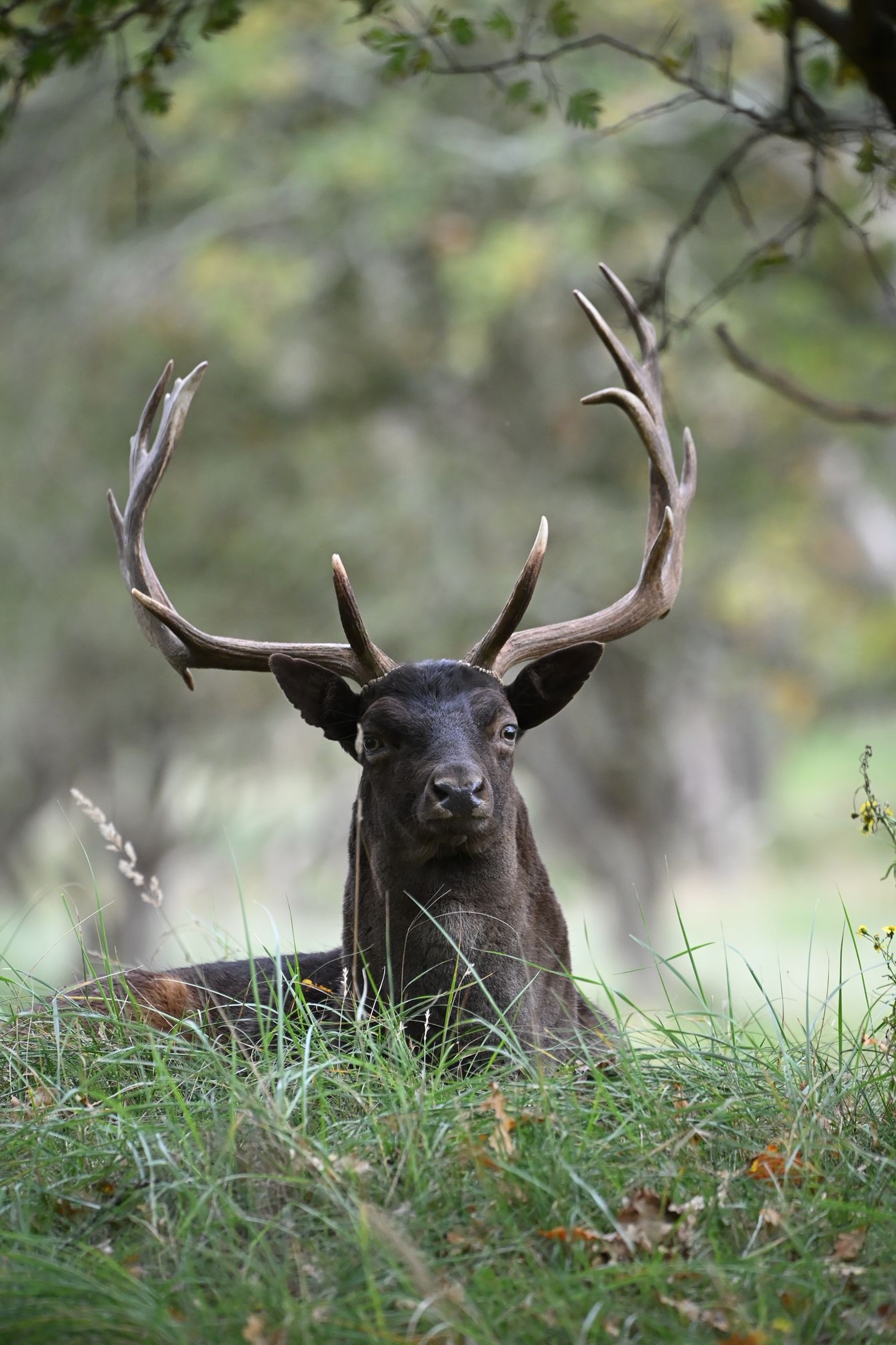 Damhertenbronst in de duinen - 11 oktober 2026