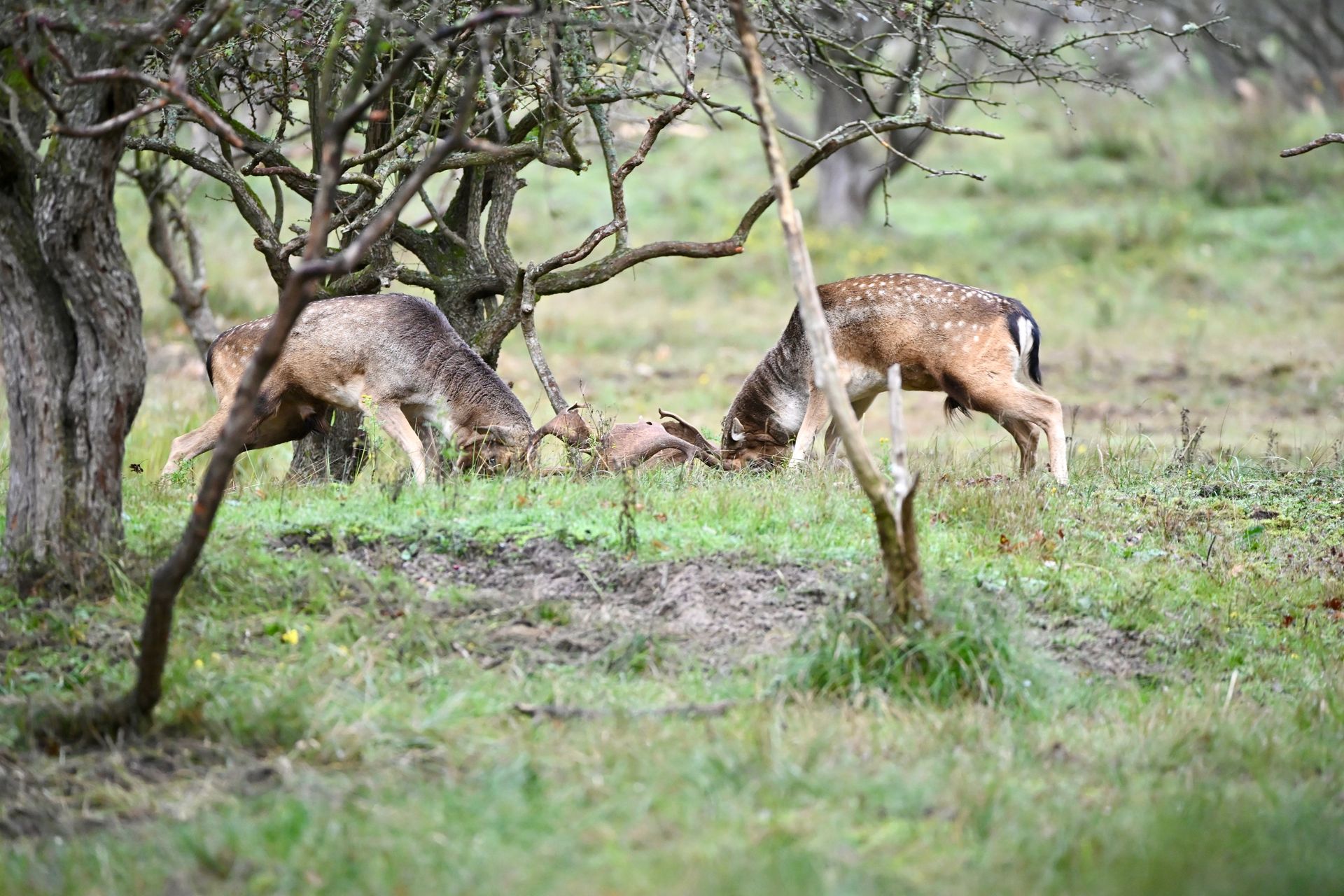 Damhertenbronst in de duinen zondag 18 oktober 2026