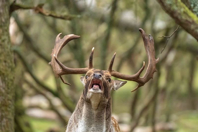 Damhertenbronst in de duinen zondag 18 oktober 2026 Damhertenbronst in de duinen zondag 18 oktober 2026