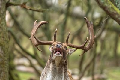 Damhertenbronst in de duinen zondag 18 oktober 2026