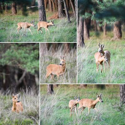 Reeënbronst bij Hilversum - 25 juli 2026