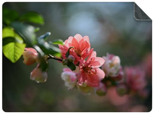 Luxe Plaid Roze Bloesem - 200x150 cm (L) Luxe Plaid Roze Bloesem - 200x150 cm (L)